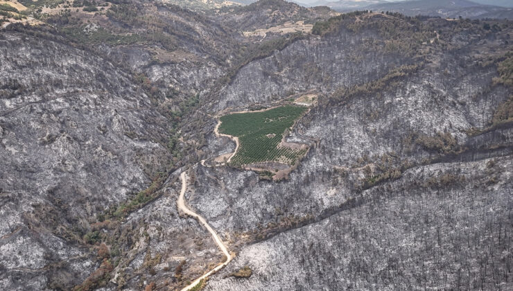 Bursa’daki yangında şaşırtan imaj: 48 dönümlük nektarin bahçesi ziyan görmedi
