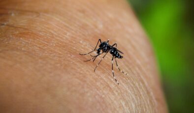 Chikungunya virüsü nedir, nasıl bulaşır? Chikungunya virüsü Türkiye’ye gelir mi?