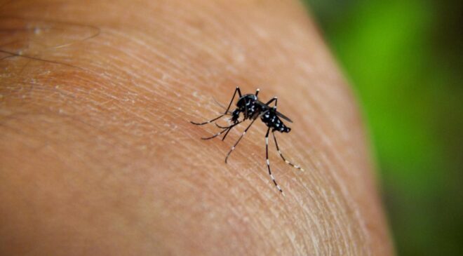 Chikungunya virüsü nedir, nasıl bulaşır? Chikungunya virüsü Türkiye’ye gelir mi?