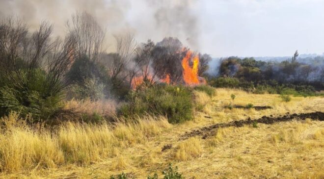 Diyarbakır’da ormanlık alana sıçrayan yangın söndürüldü