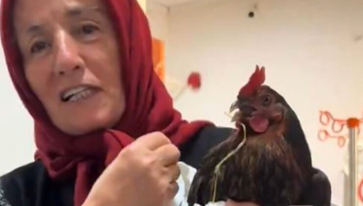 Giresun’da hastanede enteresan anlar: Boğazına iğne kaçan tavuğuna röntgen çekilmesini istedi