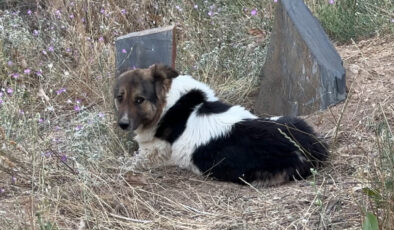 Hakkari’de vefat eden sahibinin mezarı başından ayrılmıyor
