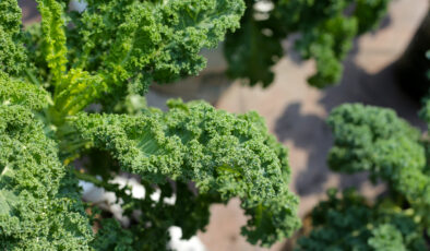 Harika besin kale bitkisinin sıhhate mucizevi yararları