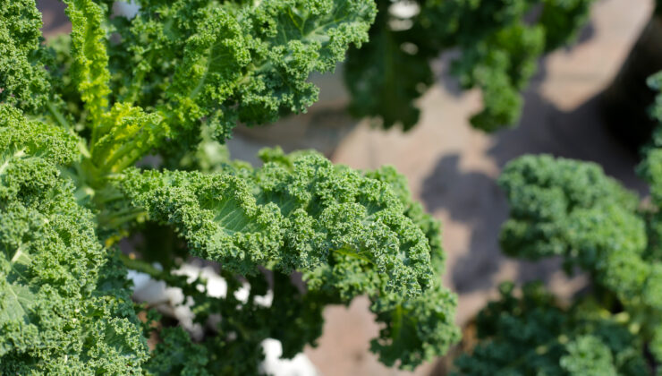 Harika besin kale bitkisinin sıhhate mucizevi yararları