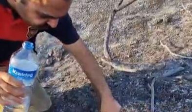 Hatay’da itfaiyeci, alevler ortasında kalan kaplumbağayı kurtardı