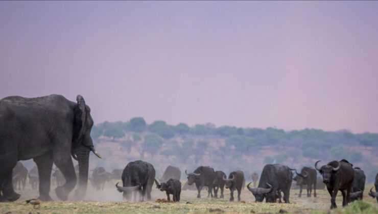 İklim krizi beşerle yaban hayatını karşı karşıya getiriyor
