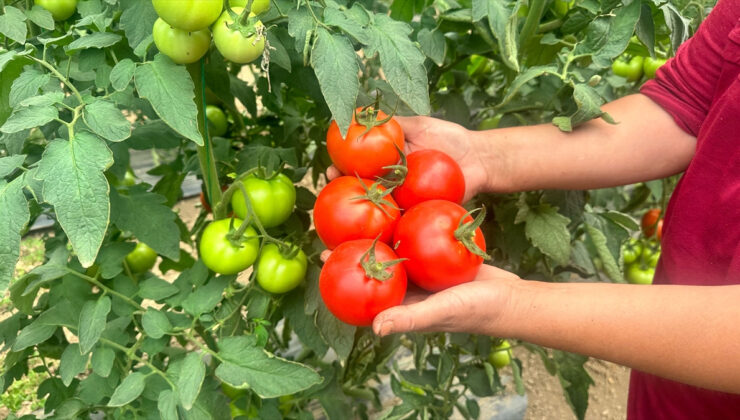 Isparta yaylalarında örtü altı domates hasadı