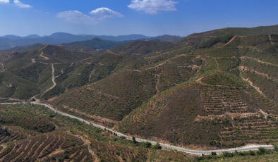 İzmir’deki yangından sonra dikilen fidanlar 6 yıl ortadan sonra 2 metreye ulaştı