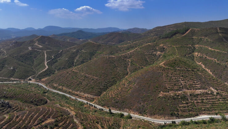 İzmir’deki yangından sonra dikilen fidanlar 6 yıl ortadan sonra 2 metreye ulaştı