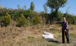 Kastamonu’da 32 senede binlerce ağaç dikti