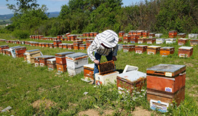 Kastamonu’da kestane balı üretim dönemi bitti: Randıman düştü