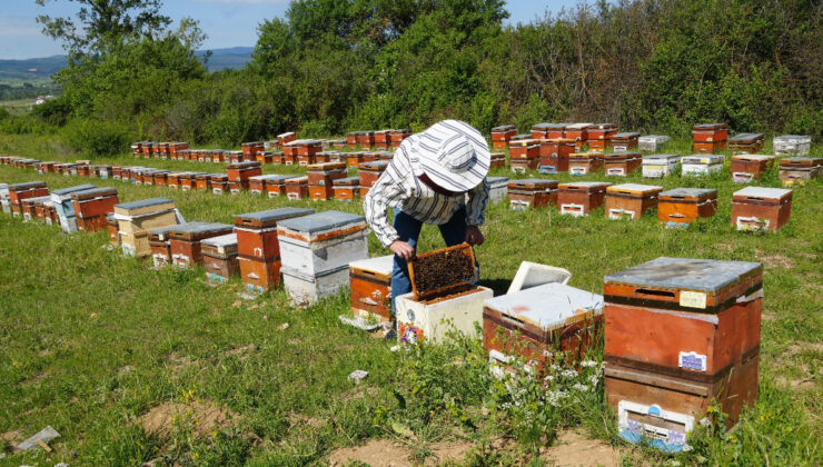 Kastamonu’da kestane balı üretim dönemi bitti: Randıman düştü