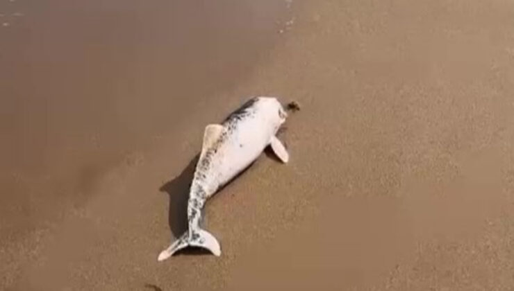 Kocaeli’de meyyit yunus karaya vurdu