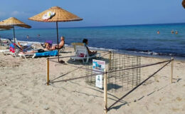 Kuşadası’nda yılın birinci caretta caretta yavruları sürpriz yuvadan çıktı