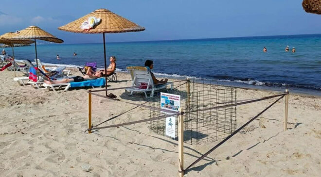 Kuşadası’nda yılın birinci caretta caretta yavruları sürpriz yuvadan çıktı