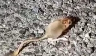 Kuşağı tükenmekte olup kırmızı listede yer alan Arap tavşanı Tunceli’de görüntülendi