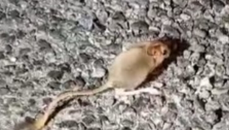 Kuşağı tükenmekte olup kırmızı listede yer alan Arap tavşanı Tunceli’de görüntülendi