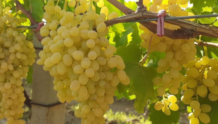 Manisa’da altın sarısı Sultaniye üzümün seyahati başladı