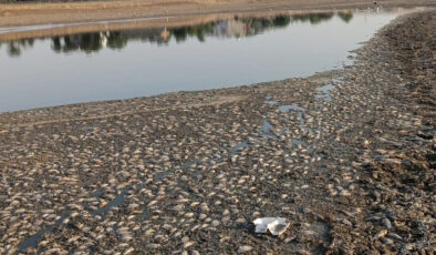 Mardin’de gölet suyunun çekilmesi sonucu binlerce balık telef oldu