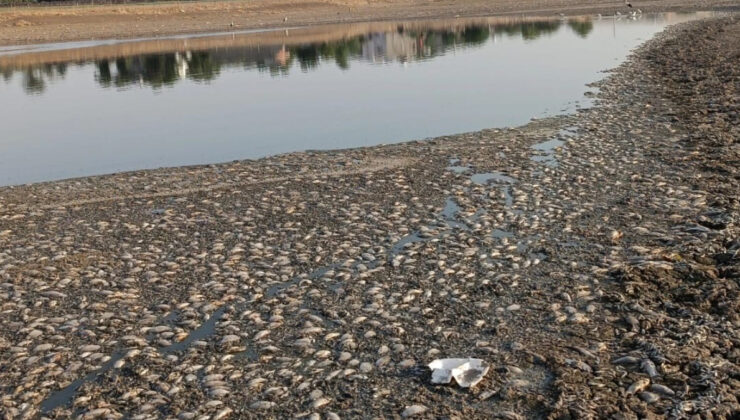 Mardin’de gölet suyunun çekilmesi sonucu binlerce balık telef oldu