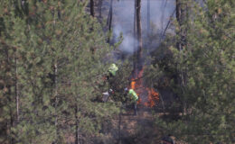 Orman yangını dumanı ziyanlı
