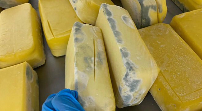 Sakarya’da 1,5 ton küflenmiş ve bozulmuş süt eseri ele geçirildi