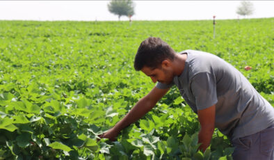 Şanlıurfa’da kavurucu sıcaklar pamuk üreticilerini sevindirdi