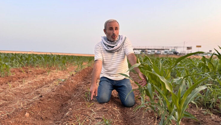 Şanlıurfa’da mısır tohumları ortasındaki fark çiftçiyi kızdırdı: Hakkımı arayacağım
