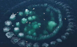 Sebebini bilen uzak duruyor! Denizde oluşan baloncuk halkasının nedeni bakın neymiş