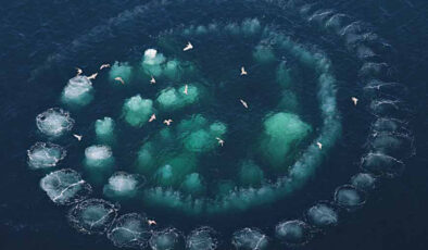 Sebebini bilen uzak duruyor! Denizde oluşan baloncuk halkasının nedeni bakın neymiş