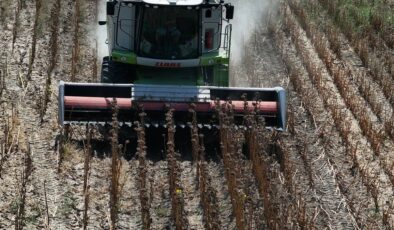 Sıcak nedeniyle Edirne’deki ayçiçeği hasadı erkene çekildi