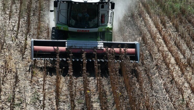 Sıcak nedeniyle Edirne’deki ayçiçeği hasadı erkene çekildi
