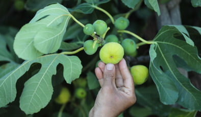 Sıra dışı bir şifa kaynağı: İncir sütünün mucizevi tesirleri