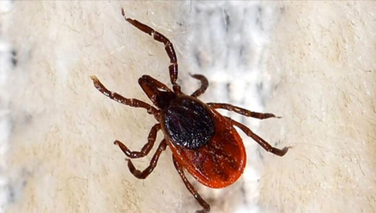 Sivas’ta kene kabusu: Ölenlerin sayısı 12’ye yükseldi