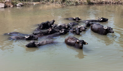 Sivas’ta sıcaktan bunalan mandalar devayı Kızılırmak’ta buldu