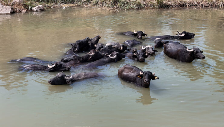 Sivas’ta sıcaktan bunalan mandalar devayı Kızılırmak’ta buldu