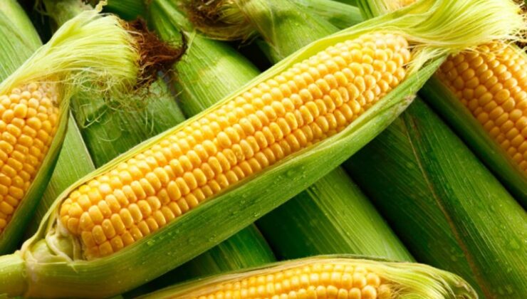 Taze mısır seçme tüyosu paylaşıldı! Süt üzere mısırı seçmek bu kadar kolaymış