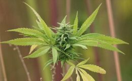 Tedavisinde tıbbi kenevir kullanılan 15 hastalık