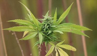 Tedavisinde tıbbi kenevir kullanılan 15 hastalık