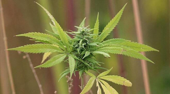 Tedavisinde tıbbi kenevir kullanılan 15 hastalık