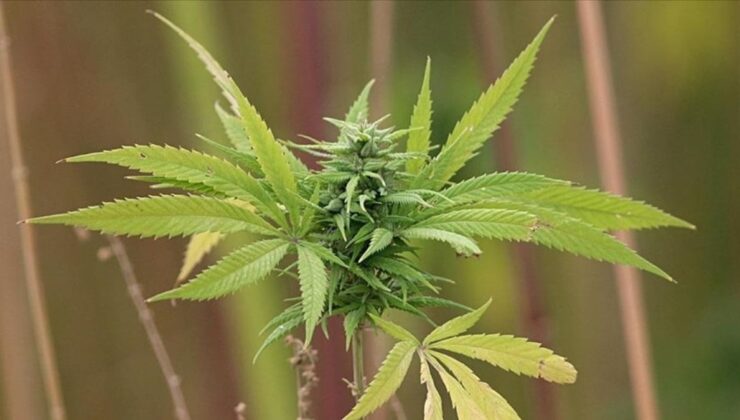 Tedavisinde tıbbi kenevir kullanılan 15 hastalık