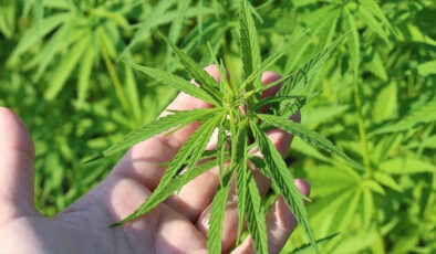 Tıbbi kenevirin tedavi maksatlı kullanacağı hastalıklar listelendi! İşte, o hastalıklar…