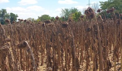 Trakya bölgesinde tesirli olan kuraklık ayçiçeğini vurdu
