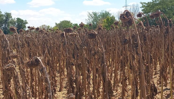 Trakya bölgesinde tesirli olan kuraklık ayçiçeğini vurdu