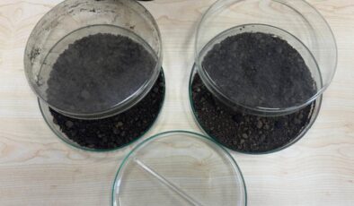 Türk akademisyenlerden ‘toprağı temizleyen bakteri’ projesi