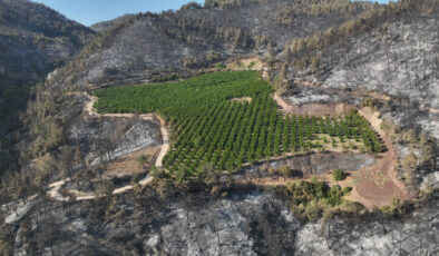 Türkiye’nin ciğerlerini yakan yangında mucize: Yemyeşil kaldı