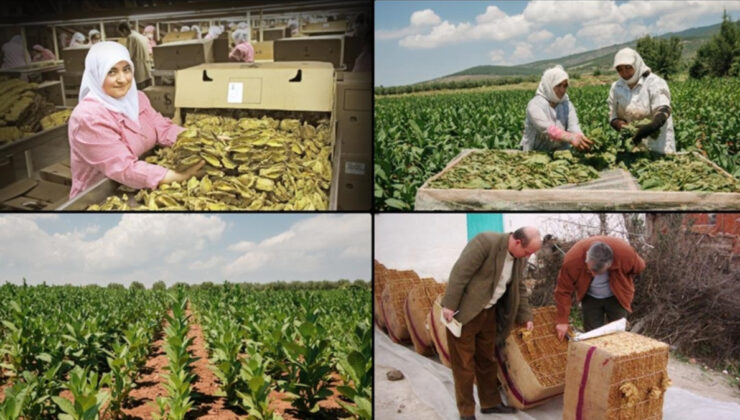 Tütün mamullerinin üretim ve ticaretine ait asıllar düzenlendi
