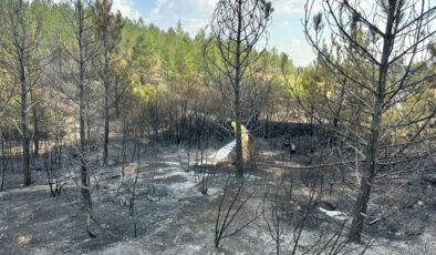 Uşak’ta ormanlık alana sıçrayan yangında son durum