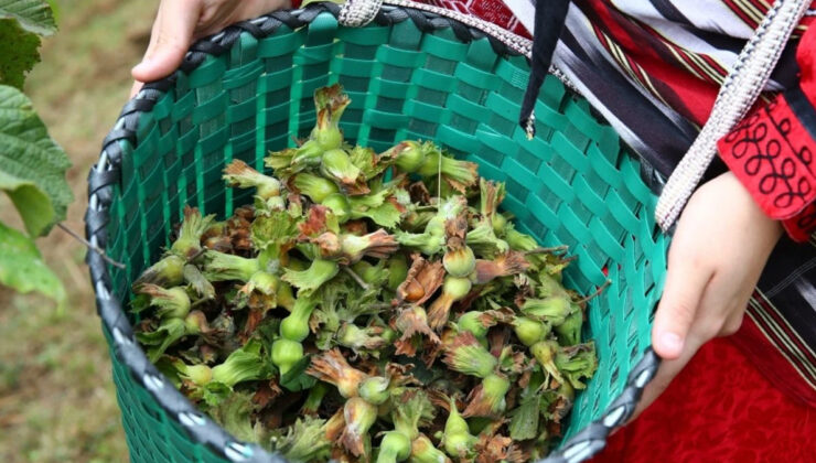 Valilik duyurdu: Yeni hasat döneminde fındık personelinin yevmiyesi aşikâr oldu!