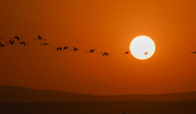 Van Gölü Havzası’nda konaklayan flamingolardan görsel şölen